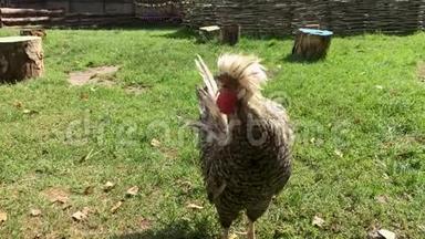 灰白色的公鸡走在草地上，农村的农场，阳光明媚的夏日里的免费野鸡